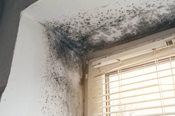 Affordable Mold Remediation solutions in Ashburn, GA